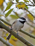 Black Capped Chickadee